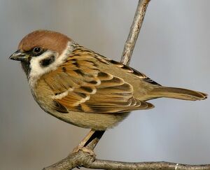 Moineau friquet