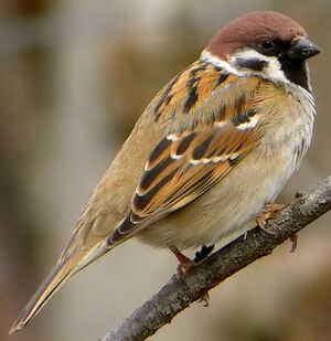 Eurasian Tree Sparrow 
&copy; Roland Ripoll
