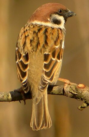 Eurasian Tree Sparrow 
&copy; Roland Ripoll