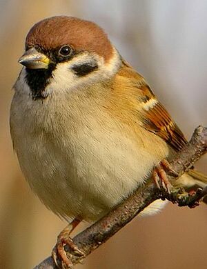 Moineau friquet