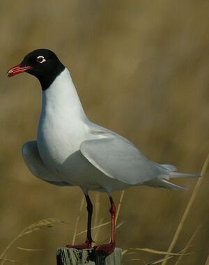 Mediterranean Gull 
&copy; Roland Ripoll