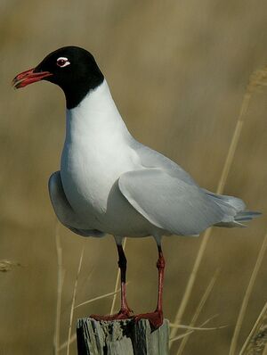 Mediterranean Gull 
&copy; Roland Ripoll