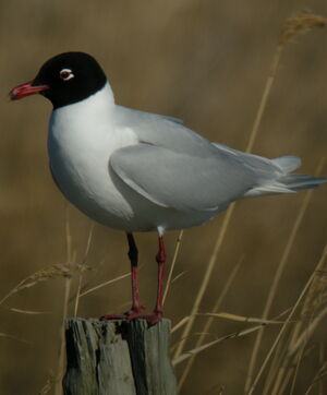 Mediterranean Gull 
&copy; Roland Ripoll