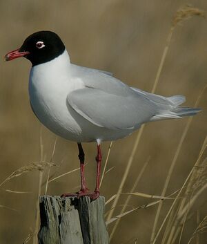 Mediterranean Gull 
&copy; Roland Ripoll