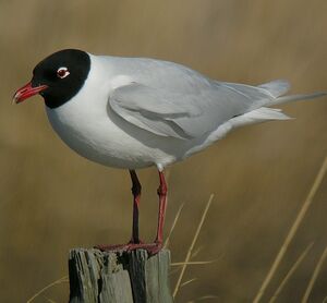 Mediterranean Gull 
&copy; Roland Ripoll