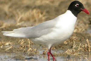 Mediterranean Gull 
&copy; Roland Ripoll