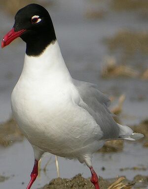 Mediterranean Gull 
&copy; Roland Ripoll