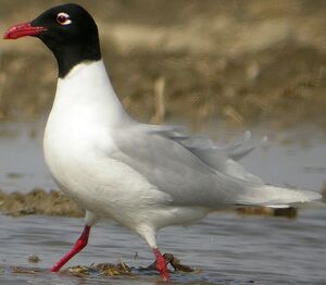 Mediterranean Gull 
&copy; Roland Ripoll