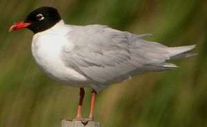 Mediterranean Gull 
&copy; Roland Ripoll