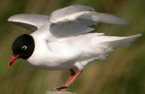 Mediterranean Gull 
&copy; Roland Ripoll
