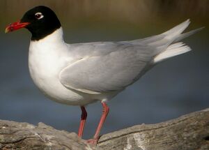 Mediterranean Gull 
&copy; Roland Ripoll