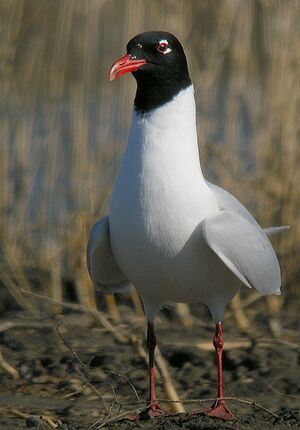 Mediterranean Gull 
&copy; Roland Ripoll