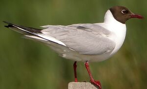 Mouette rieuse