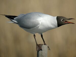 Mouette rieuse 
&copy; Roland Ripoll