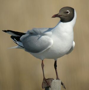 Mouette rieuse 
&copy; Roland Ripoll