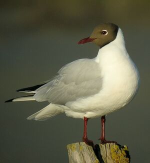 Mouette rieuse 
&copy; Roland Ripoll