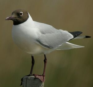 Mouette rieuse 
&copy; Roland Ripoll