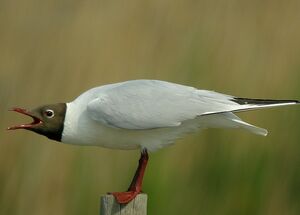 Mouette rieuse 
&copy; Roland Ripoll