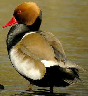 Nette rousse 
&copy; Roland Ripoll
