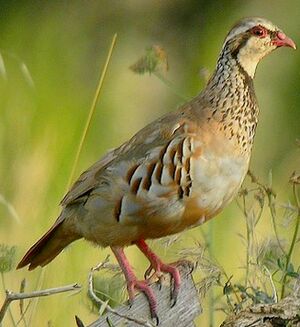 Red-legged Partridge 
&copy; Roland Ripoll