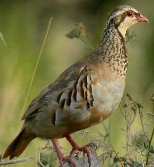 Red-legged Partridge 
&copy; Roland Ripoll
