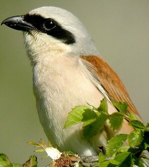 Red-backed Shrike