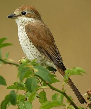 Red-backed Shrike