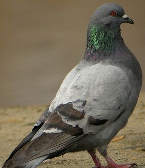 Pigeon biset 
&copy; Roland Ripoll