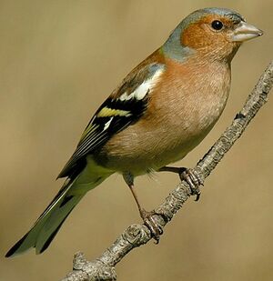 Common Chaffinch