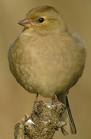 Common Chaffinch