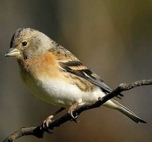 Brambling 
&copy; Roland Ripoll