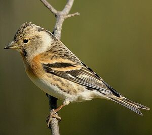 Brambling 
&copy; Roland Ripoll