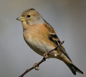Brambling 
&copy; Roland Ripoll