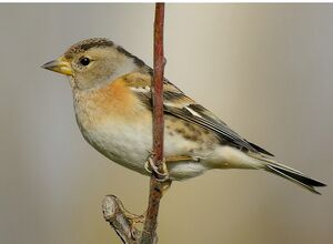 Brambling 
&copy; Roland Ripoll