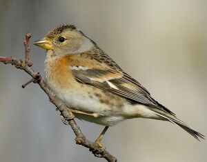 Brambling 
&copy; Roland Ripoll