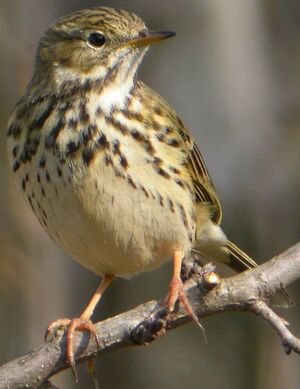 Meadow Pipit 
&copy; Roland Ripoll