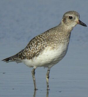 Grey Plover 
&copy; Roland Ripoll