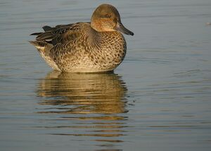 Eurasian Teal 
&copy; Roland Ripoll