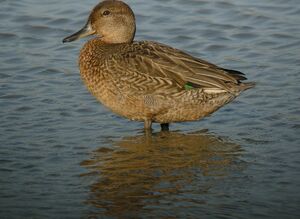 Eurasian Teal 
&copy; Roland Ripoll