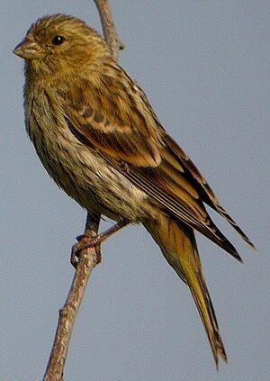 European Serin