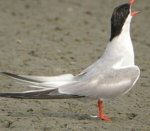 Common Tern 
&copy; Roland Ripoll
