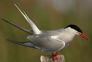 Common Tern 
&copy; Roland Ripoll