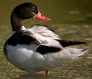 Common Shelduck 
&copy; Roland Ripoll