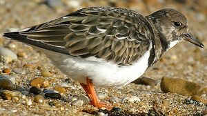 Ruddy Turnstone 
&copy; Roland Ripoll