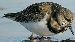 Ruddy Turnstone 
&copy; Roland Ripoll