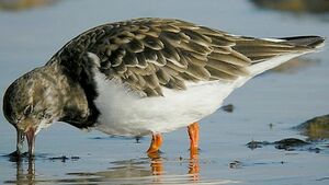 Ruddy Turnstone 
&copy; Roland Ripoll