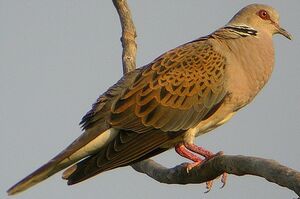 European Turtle Dove