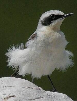 Northern Wheatear 
&copy; Roland Ripoll