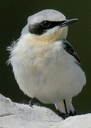 Northern Wheatear 
&copy; Roland Ripoll