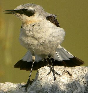 Northern Wheatear 
&copy; Roland Ripoll